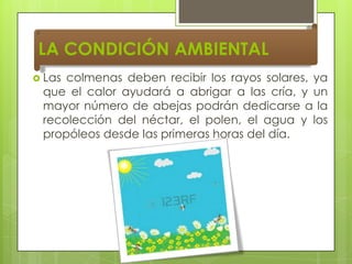 LA CONDICIÓN AMBIENTAL
 Las

colmenas deben recibir los rayos solares, ya
que el calor ayudará a abrigar a las cría, y un
mayor número de abejas podrán dedicarse a la
recolección del néctar, el polen, el agua y los
propóleos desde las primeras horas del día.

 