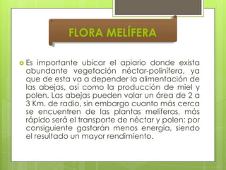 FLORA MELÍFERA
 Es

importante ubicar el apiario donde exista
abundante vegetación néctar-polinífera, ya
que de esta va a depender la alimentación de
las abejas, así como la producción de miel y
polen. Las abejas pueden volar un área de 2 a
3 Km. de radio, sin embargo cuanto más cerca
se encuentren de las plantas melíferas, más
rápido será el transporte de néctar y polen; por
consiguiente gastarán menos energía, siendo
el resultado un mayor rendimiento.

 