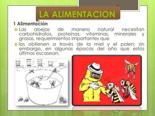 LA ALIMENTACION
1 Alimentación
 Las
abejas
de
manera
natural
necesitan
carbohidratos, proteínas, vitaminas, minerales y
grasas, requerimientos importantes que
 los obtienen a través de la miel y el polen; sin
embargo, en algunas épocas del año que estos
últimos escasean,

 