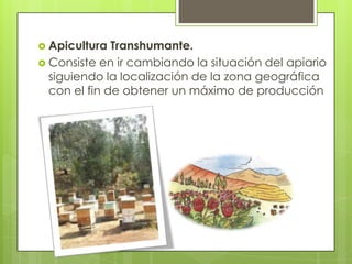  Apicultura

Transhumante.
 Consiste en ir cambiando la situación del apiario
siguiendo la localización de la zona geográfica
con el fin de obtener un máximo de producción

 