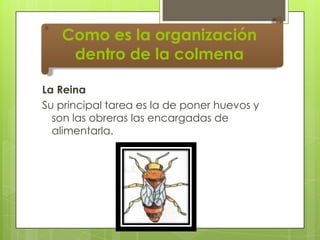 Como es la organización
dentro de la colmena
La Reina
Su principal tarea es la de poner huevos y
son las obreras las encargadas de
alimentarla.

 