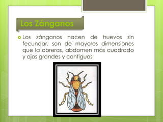 Los Zánganos
 Los

zánganos nacen de huevos sin
fecundar, son de mayores dimensiones
que la obreras, abdomen más cuadrado
y ojos grandes y contiguos

 