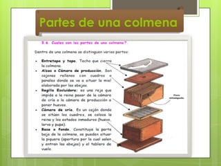 Partes de una colmena

 