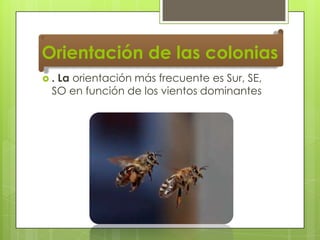 Orientación de las colonias
.

La orientación más frecuente es Sur, SE,
SO en función de los vientos dominantes

 