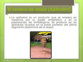 El veneno de abeja (Apitoxina).


La apitoxina es un producto que se emplea en
medicina por su poder antiartrítico y en la
preparación de antialérgicos. Se produce en las
glándulas situadas en la parte posterior del último
segmento abdominal de la abeja.

 