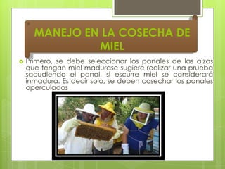 MANEJO EN LA COSECHA DE
MIEL


Primero, se debe seleccionar los panales de las alzas
que tengan miel madurase sugiere realizar una prueba
sacudiendo el panal, si escurre miel se considerará
inmadura. Es decir solo, se deben cosechar los panales
operculados

 