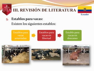III. REVISIÓN DE LITERATURA
5. Establos para vacas:

Existen los siguientes establos:
Establos para
vacas
amarradas

Establos para
vacas en
libertad

Establo para
vacas en
descanso

 