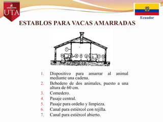 ESTABLOS PARA VACAS AMARRADAS

1.
2.
3.
4.
5.
6.
7.

Dispositivo para amarrar al animal
mediante una cadena.
Bebedero de dos animales, puesto a una
altura de 60 cm.
Comedero.
Pasaje central.
Pasaje para ordeño y limpieza.
Canal para estiércol con rejilla.
Canal para estiércol abierto.

 