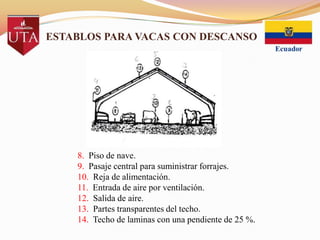 ESTABLOS PARA VACAS CON DESCANSO

8. Piso de nave.
9. Pasaje central para suministrar forrajes.
10. Reja de alimentación.
11. Entrada de aire por ventilación.
12. Salida de aire.
13. Partes transparentes del techo.
14. Techo de laminas con una pendiente de 25 %.

 