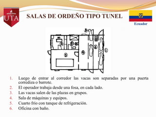 SALAS DE ORDEÑO TIPO TUNEL

1.

2.
3.
4.
5.
6.

Luego de entrar al corredor las vacas son separadas por una puerta
corrediza o barrote.
El operador trabaja desde una fosa, en cada lado.
Las vacas salen de las plazas en grupos.
Sala de máquinas y equipos.
Cuarto frío con tanque de refrigeración.
Oficina con baño.

 