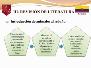 III. REVISIÓN DE LITERATURA
10. Introducción de animales al rebaño:

Procurar que el
animal ingrese
ya vacunado
con las vacunas
que se aplican
en forma
rutinaria en la
finca.

Mantener el
animal en
cuarentena (15 a
30 días) durante
el proceso de
evaluación y
anamnesis.

Aplicar metafilaxis
en casos puntuales
para prevenir
enfermedades o
eliminar
infecciones
crónicas
(leptospirosis).

 