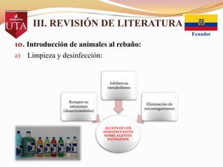 III. REVISIÓN DE LITERATURA
10. Introducción de animales al rebaño:
a)

Limpieza y desinfección:

Inhiben su
metabolismo

Rompen su
estructura
(desactivándolos)

Eliminación de
microorganismos

ACCIÓN DE LOS
DESINFECTANTES
SOBRE AGENTES
PATÓGENOS

 