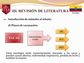 III. REVISIÓN DE LITERATURA
10. Introducción de animales al rebaño:

d) Planes de vacunación:
IBR

VACAS

Enfermedades
virales

BVD

BRSV

Estos enemigos están constantemente atacando a las vacas y
pueden causar abortos, enfermedad respiratoria, pérdida de leche y
también la muerte.

 