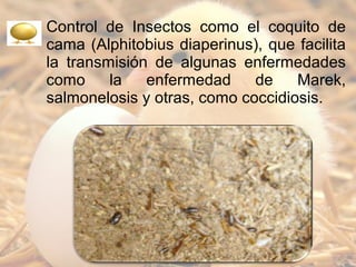 Bioseguridad en granjas avicolas | PPT