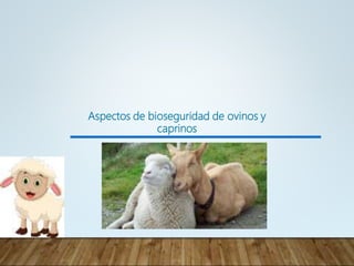 Aspectos de bioseguridad de ovinos y
caprinos
 
