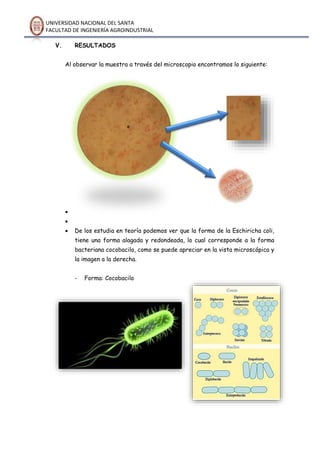 UNIVERSIDAD NACIONAL DEL SANTA
FACULTAD DE INGENIERÍA AGROINDUSTRIAL
V. RESULTADOS
Al observar la muestra a través del microscopio encontramos lo siguiente:


 De los estudia en teoría podemos ver que la forma de la Eschiricha coli,
tiene una forma alagada y redondeada, lo cual corresponde a la forma
bacteriana cocobacilo, como se puede apreciar en la vista microscópica y
la imagen a la derecha.
- Forma: Cocobacilo
 