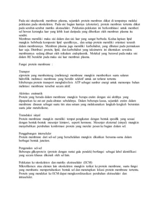 Pada sisi sitoplasmik membran plasma, sejumlah protein membran diikat di tempatnya melalui
pelekatan pada sitoskeleton. Pada sisi bagian luarnya (eksterior), protein membran tertentu diikat
pada serabut-serabut matriks akstaseluler. Pelekatan-pelekatan ini berkombinasi untuk memberi
sel hewan kerangka luar yang lebih kuat daripada yang diberikan oleh membran plasma itu
sendiri.
Membran memiliki muka sisi dalam dan sisi luar yang sangat berbeda. Kedua lapisan lipid
mungkin bebrbeda komposisi lipid spesifiknya., dan setiap protein memiliki orientasi terarah
dalam membrannya. Membran plasma juga memiliki karbohidrat, yang dibatasi pada permukaan
luar saja. Distribusi protein, lipid, dan karbohidrat yang taksimetris ini ditentukan sewaktu
membrannya sedang dibuat oleh reikulum endoplasmik. Molekul yang berawal pada muka sisi
dalam RE berakhir pada muka sisi luar membran plasma.
Fungsi protein membrane :
Transpor
a)protein yang membentang (melintang) membrane mungkin memberikan suatu saluran
hidrofilik melintasi membrane yang bersifat selektif untuk zat terlarut tertentu
b)beberapa protein transport menghidrolisis ATP sebagai sumber energi untuk memompa bahan
melintasi membrane tersebut secara aktif.
Aktivitas enzimatik
Protein yang berada dalam membrane mungkin berupa enzim dengan sisi aktifnya yang
dipaparkan ke zat-zat pada alrutan sebelahnya. Dalam beberapa kasus, sejumlah enzim dalam
membrane disusun sebagai suatu tim atau satuan yang melaksanakan langkah-langkah berurutan
suatu jalur metabolisme.
Transduksi sinyal
Protein membrane mungkin memiliki tempat pengikatan dengan bentuk spesifik yang sesuai
dengan bentuk-bentuk mesenjer kimiawi, seperti hormone. Mesenjer eksternal (sinyal) mungkin
menyebabkan perubahan konformasi protein yang merelai pesan ke bagian dalam sel.
Penggabungan interseluler
Protein membrane dari sel-sel yang bersebelahan mungkin dikaitkan bersama-sama dalam
berbagai bentuk junction.
Pengenalan sel-sel
Beberapa glikoprotein (protein dengan rantai gula pendek) berfungsi sebagai label identifikasi
yang secara khusus dikenali oleh sel lain.
Pelekatan ke sitoskeleton dan matriks ekstraseluler (ECM)
Mikrofilamen atau elemen lain sitoskeleton mungkin terikat ke protein membrane, suatu fungsi
yang membantu mempertahankan bentuk sel dan menetapkan lokasi protein membrane tertentu.
Protein yang mendekat ke ECM dapat mengkoordinasikan perubahan ektraseluler dan
intraseluler.
 