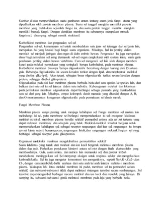 Gambar di atas memperlihatkan suatu gambaran umum tentang enam jenis fungsi utama yang
diperlihatkan oleh protein membran plasma. Suatu sel tunggal mungkin memiliki protein
membran yang melakukan sejumlah fungsi ini, dan suatu protein tunggal memiliki mungkin
memiliki banyak fungsi. Dengan demikian membran itu sebenarnya merupakan mosaik
fungsional, disamping sebagai mosaik struktural.
Karbohidrat membran dan pengenalan sel-sel
Pengenalan sel-sel, kemampuan sel untuk membedakan satu jenis sel tetangga dari sel jenis lain,
merupakan hal yang krusial bagi fungsi suatu organisme. Misalnya, hal itu penting dalam
memilah sel menjadi jaringan dan organ di dalm embrio hewan. Pengenalan itu juga merupakan
dasar bagi penolakan sel asing (termasuk sel-sel organ cangkokan) oleh system imun, suatu garis
perahanan penting dalam hewan vertebrata. Cara sel mengenali sel lain ialah dengan memberi
kunci pada molekul permukaan yang seringkali berupa karbohidrat, pada membran plasma.
Karbohidrat membran biasanya berupa oligosakarida bercabang dengan kurang dari 15 satuan
gula. Beberapa oligosakarida ini secara kovalen terikat dengan lipid, dan membentuk molekul
yang disebut glikolipid. Akan tetapi, sebagian besar oligosakarida terikat secara kovalen dengan
protein, sehingga disebut glikoprotein.
Oligosakarida pada sisi luar membran plasma berbeda-beda dari satu spesies ke spesies lain, dan
bahkan dari satu sel ke sel lainnya dalam satu individu. Keberagaman molekul dan lokasinya
pada permukaan membuat oligosakarida dapat berfungsi sebagai penanda yang membedakan
satu sel dari yang lain. Misalnya, empat kelompok darah manusia yang ditandai dengan A, B,
dan O mencerminkan keragaman oligosakarida pada permukaan sel darah merah.
Fungsi Membran Plasma
Membran plasma sangat penting unuk menjaga kehidupan sel. Fungsi membran sel anatara lain
melindungi isi sel, yaitu membrane sel befungsi mempertahankan isi sel; mengatur lalulintas
molekul-molekul, membran plasma bersifat selektif permeabel artinya ada zat-zat tertentu yang
dapat melewati membrane dan ada pula yang tidak. Molekul-molekul tersebut berguna untuk
mempertahankan kehidupan sel; sebagai reseptor rangsangan dari luar sel, rangsangan itu berupa
zat-zat kimia seperti hormon,racun,rangsangan listrik,dan rangsangan mekanik.Bagian sel yang
berfungsi sebagai reseptor yaitu glikoprotein.
Organisasi molekuler membran mengakibatkan permeabilitas selektif
Suatu lalulintas yang tunak dari molekul dan ion kecil bergerak melintasi membran plasma
dalam dua arah. Perhatikan pertukaran kimiawi antara sel otot dengan fluida ekstraseluler yang
membasahinya. Gula, asam amino, dan nutrien lain memasuki sel, dan produk limbah
metabolisme meninggalkan sel. Sel menyerap oksigen untuk respirasi seluler dan mengeluarkan
karbondioksida. Sel itu juga mengatur konsentrasi ion anorganiknya, seperti Na+,K+,Ca2+,dan
Cl-, dengan cara membolak-balik arahnya dari satu arah ke arah lainnya melintasi membran
plasma. Walaupun lalu lintas melalui membran ini padat, membran sel itu permeabel secara
selektif, dan substansi-substansi tidak dapat melintasi rintangan tersebut secara sembarangan. Sel
tersebut dapat mengambil berbagai macam molekul dan ion kecil dan menolak yang lainnya. Di
samping itu, substansi-substansi gerak melintasi membran pada laju yang berbeda-beda.
 