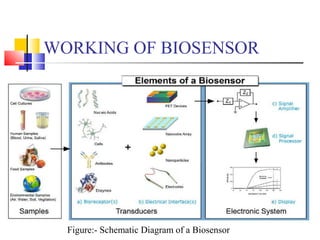 Biosensor | PPT