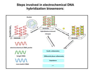 Steps involved in electrochemical DNA
hybridization biosensors:
 