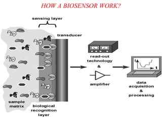 HOW A BIOSENSOR WORK?
 