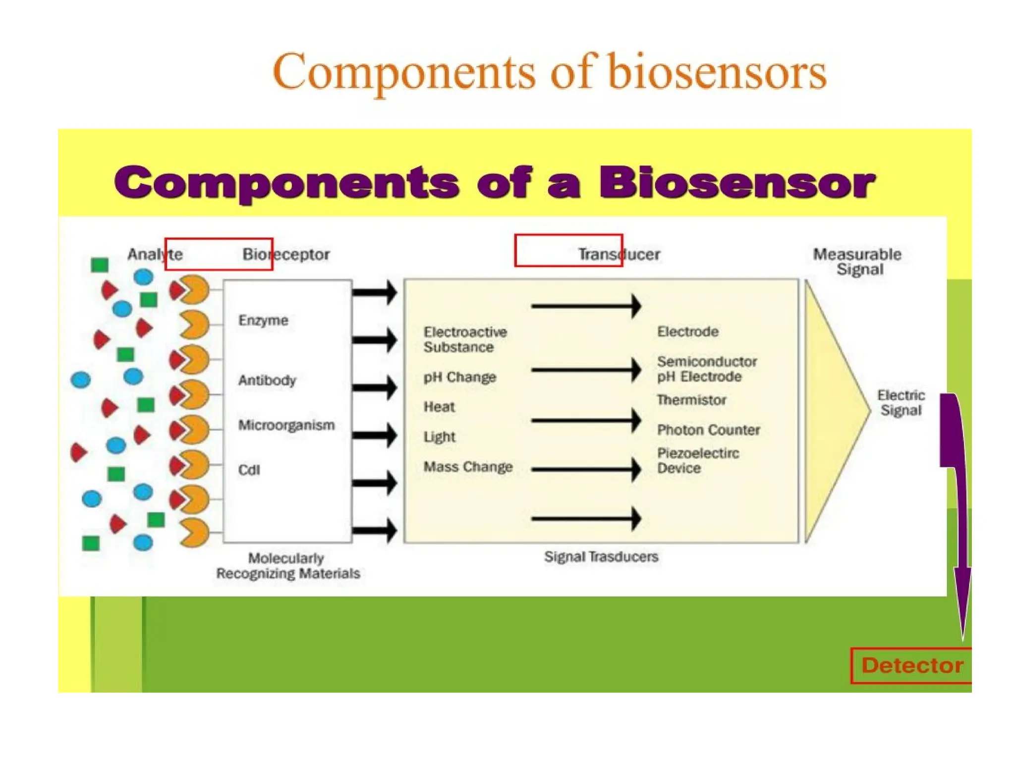 A biosensor is an analytical device that uses a biological component ...