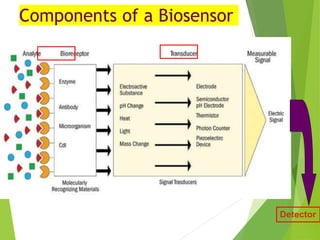 Components of a Biosensor
Detector
 