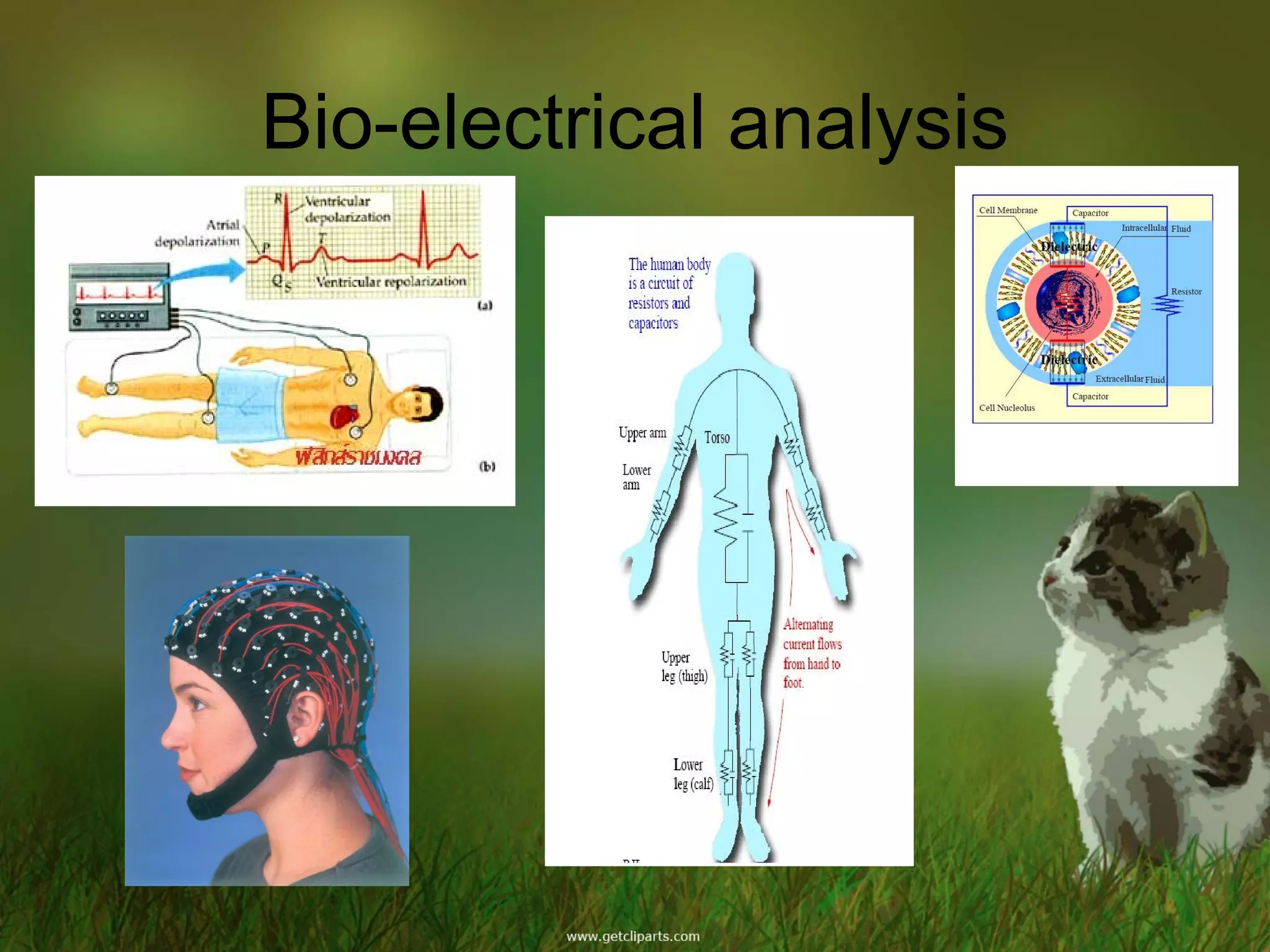 Bio-electrical analysis