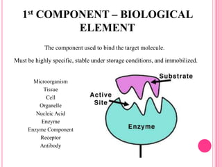 Microorganism
Tissue
Cell
Organelle
Nucleic Acid
Enzyme
Enzyme Component
Receptor
Antibody
The component used to bind the target molecule.
Must be highly specific, stable under storage conditions, and immobilized.
1st COMPONENT – BIOLOGICAL
ELEMENT
 