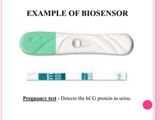Pregnancy test - Detects the hCG protein in urine.
EXAMPLE OF BIOSENSOR
 