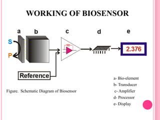 a- Bio-element
b- Transducer
Figure. Schematic Diagram of Biosensor c- Amplifier
d- Processor
e- Display
WORKING OF BIOSEN...
