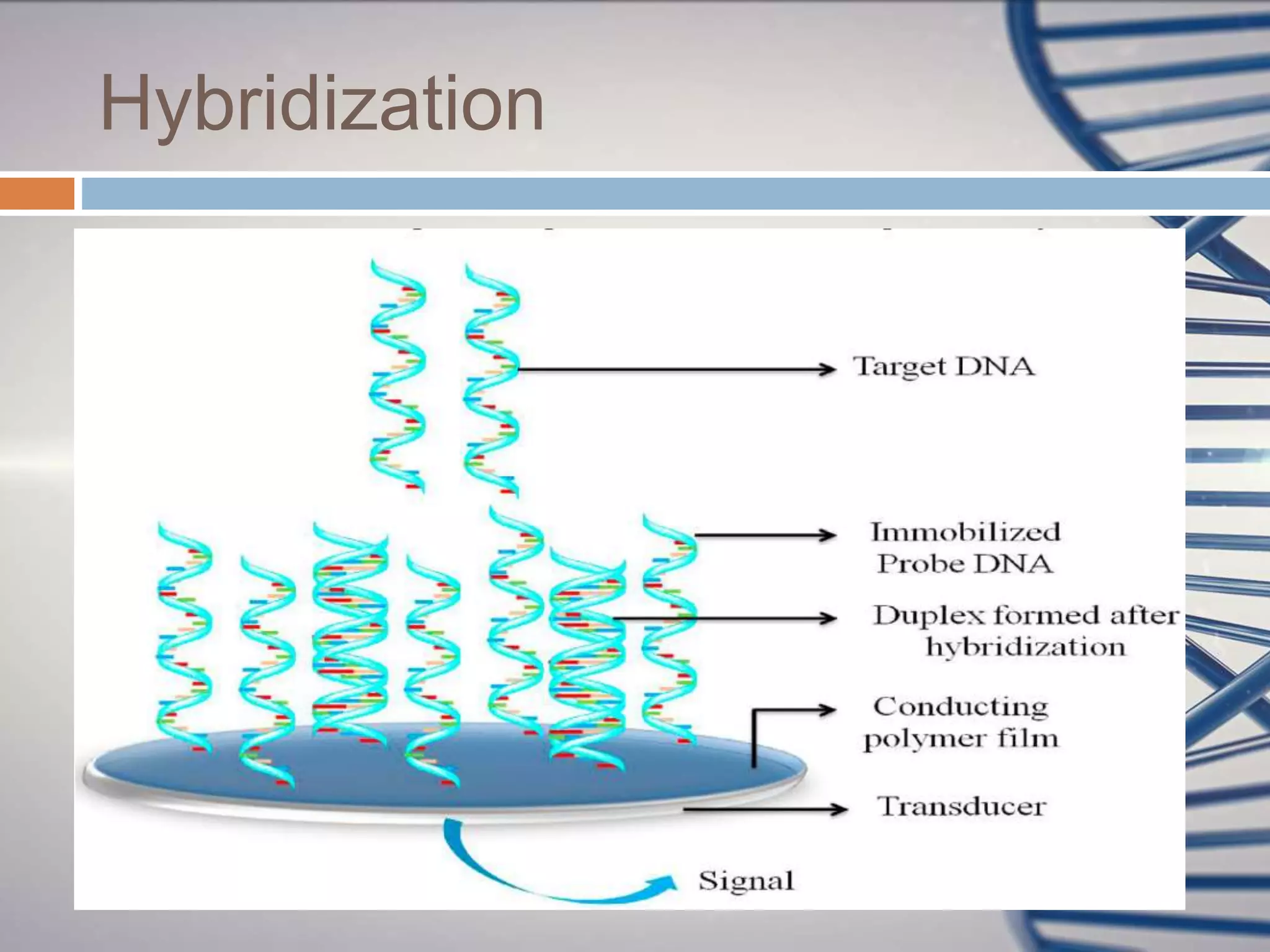 Nucleic Acid Based Biosensors | PPT