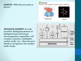 ANALYTE – What do you want to
detect?
BIOLOGICAL ELEMENT –It is the
sensitive biological element or
biological material (tissue,
microorganism, organelles, cell
receptor, enzymes, antibodies,
nucleic acids, etc.) that interacts
(binds or recognises) the analyte
under study.
 