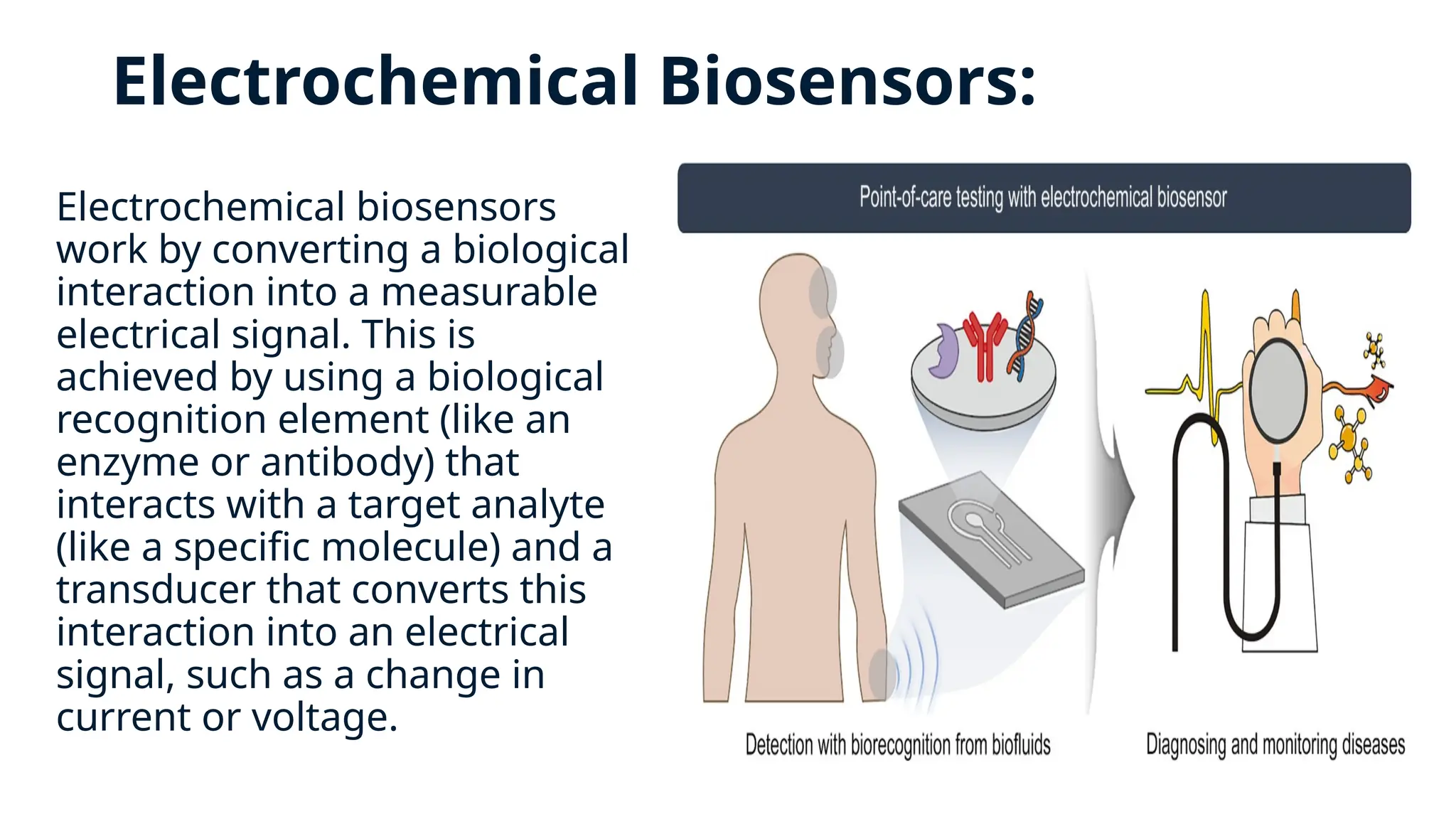 Electrochemical Biosensors:
Electrochemical biosensors
work by converting a biological
interaction into a measurable
electrical signal. This is
achieved by using a biological
recognition element (like an
enzyme or antibody) that
interacts with a target analyte
(like a specific molecule) and a
transducer that converts this
interaction into an electrical
signal, such as a change in
current or voltage.
 