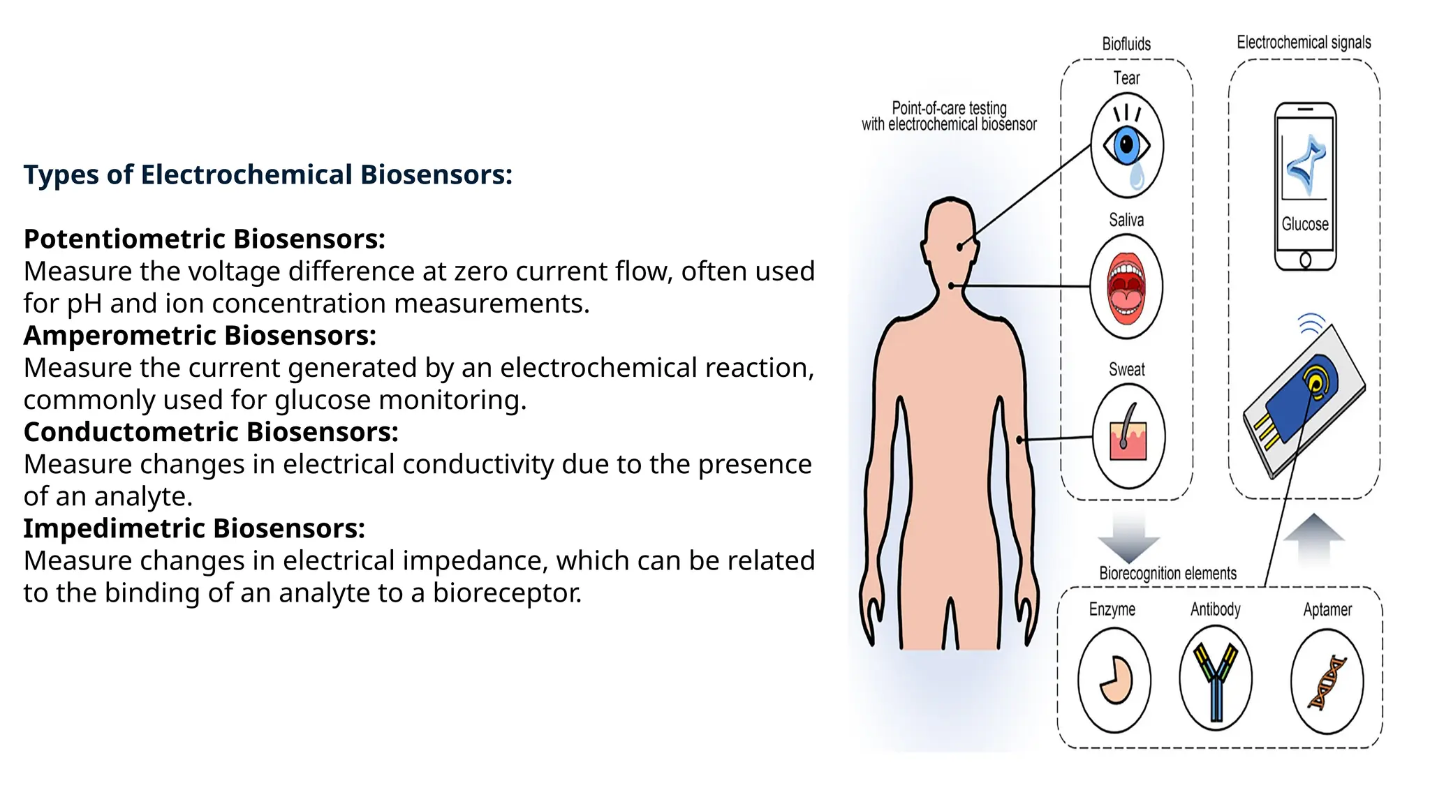 Types of Electrochemical Biosensors:
Potentiometric Biosensors:
Measure the voltage difference at zero current flow, often used
for pH and ion concentration measurements.
Amperometric Biosensors:
Measure the current generated by an electrochemical reaction,
commonly used for glucose monitoring.
Conductometric Biosensors:
Measure changes in electrical conductivity due to the presence
of an analyte.
Impedimetric Biosensors:
Measure changes in electrical impedance, which can be related
to the binding of an analyte to a bioreceptor.
 