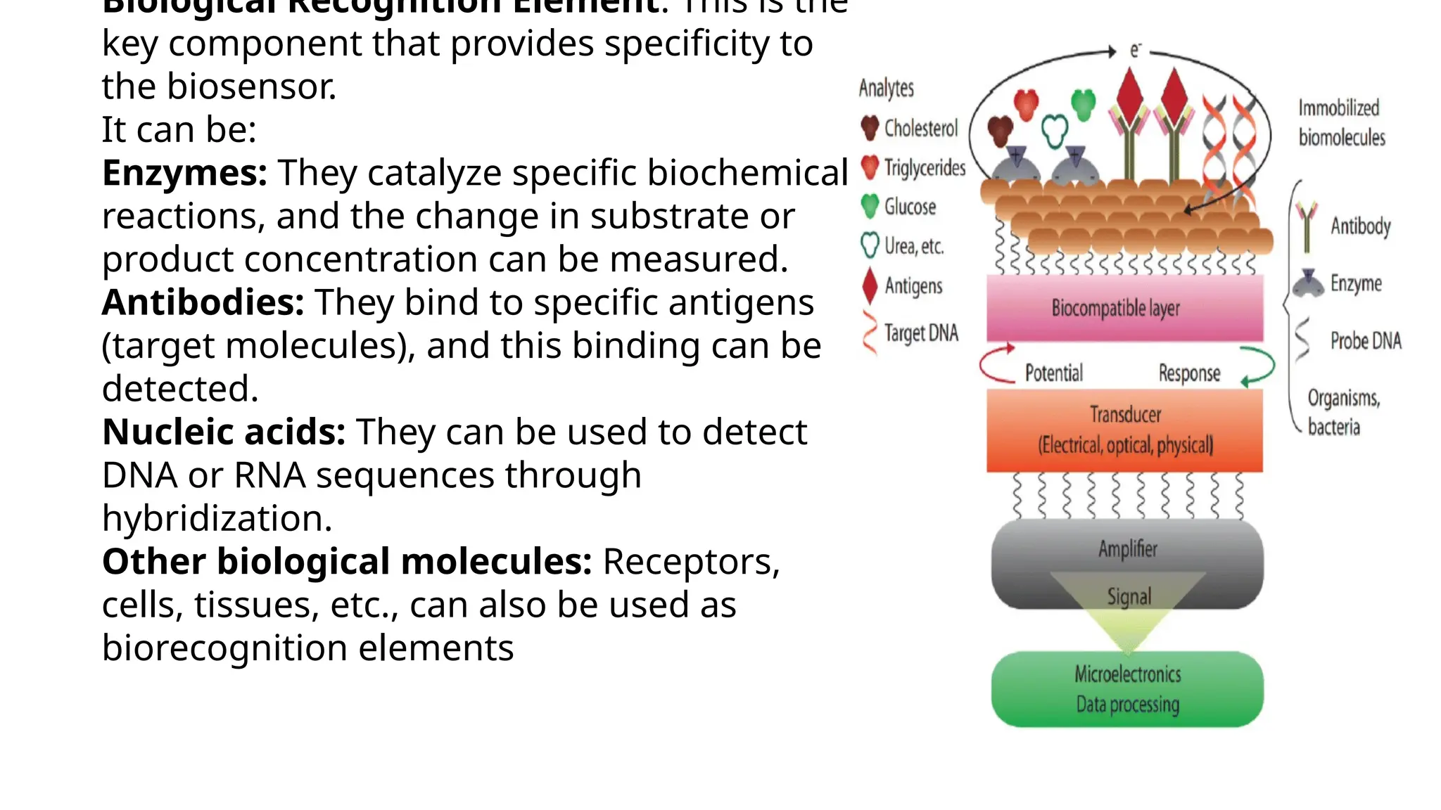 Biological Recognition Element: This is the
key component that provides specificity to
the biosensor.
It can be:
Enzymes: They catalyze specific biochemical
reactions, and the change in substrate or
product concentration can be measured.
Antibodies: They bind to specific antigens
(target molecules), and this binding can be
detected.
Nucleic acids: They can be used to detect
DNA or RNA sequences through
hybridization.
Other biological molecules: Receptors,
cells, tissues, etc., can also be used as
biorecognition elements
 