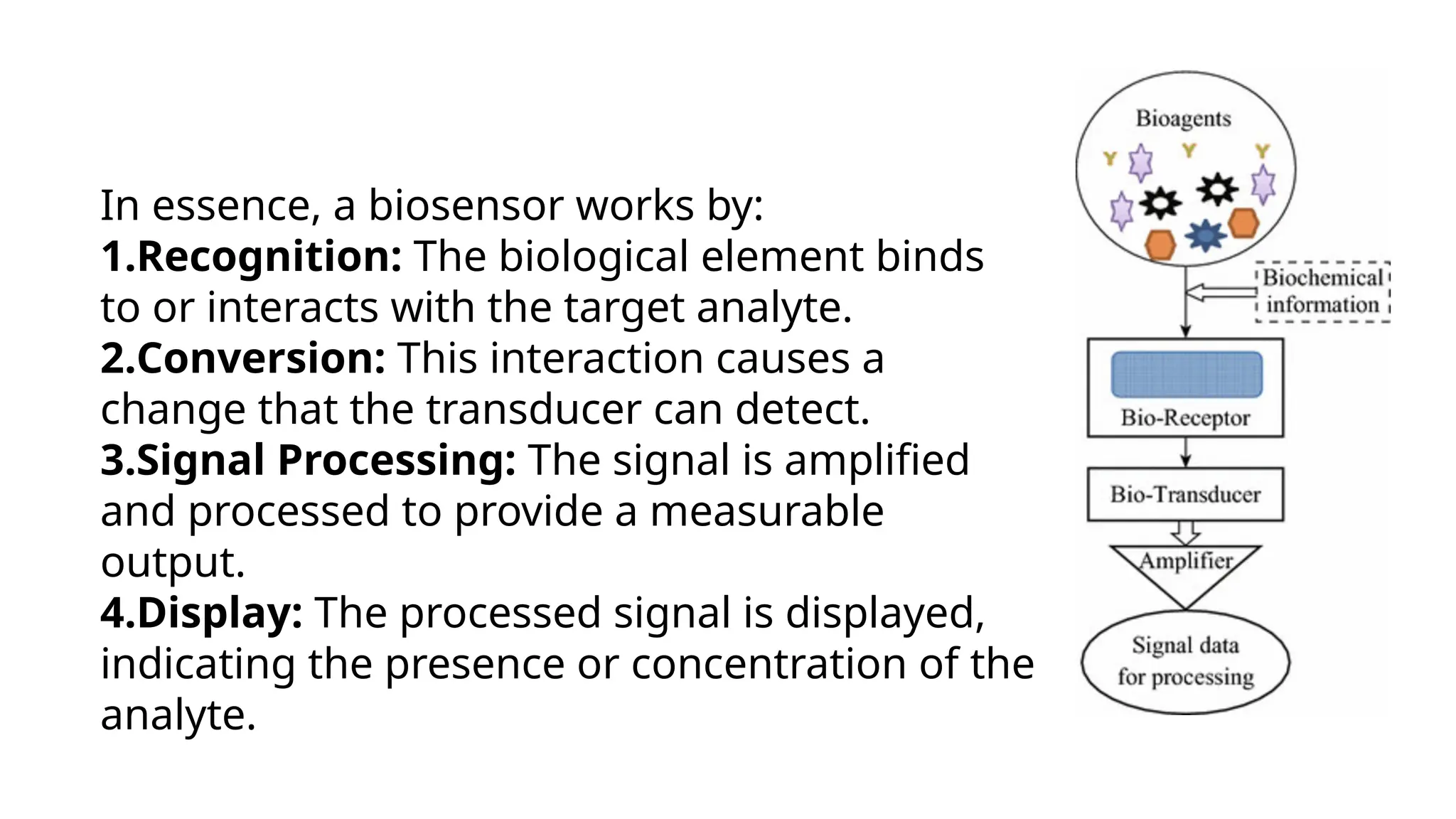 In essence, a biosensor works by:
1.Recognition: The biological element binds
to or interacts with the target analyte.
2.Conversion: This interaction causes a
change that the transducer can detect.
3.Signal Processing: The signal is amplified
and processed to provide a measurable
output.
4.Display: The processed signal is displayed,
indicating the presence or concentration of the
analyte.
 