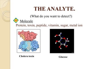 THE ANALYTE.
           (What do you want to detect?)
   Molecule
Protein, toxin, peptide, vitamin, sugar, metal ion




  Cholera toxin                 Glucose
 