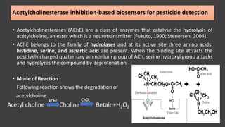 Acetylcholinesterase inhibition-based biosensors for pesticide detection
• Acetylcholinesterases (AChE) are a class of enzymes that catalyse the hydrolysis of
acetylcholine, an ester which is a neurotransmitter (Fukuto, 1990; Stenersen, 2004).
• AChE belongs to the family of hydrolases and at its active site three amino acids:
histidine, serine, and aspartic acid are present. When the binding site attracts the
positively charged quaternary ammonium group of ACh, serine hydroxyl group attacks
and hydrolyzes the compound by deprotonation
• Mode of Reaction :
Following reaction shows the degradation of
acetylcholine.
CH3
Acetyl choline Choline Betain+H2O2
AChE ChOx
 