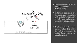 • The inhibition of AChE by
organophosphates
(Fukuto, 1990).
 Carbamate pesticides are
cholinesterase inhibitors
with a similar mechanism
as of organophosphate
pesticides (Fukuto,1990).
 The hydroxyl of the serine
residue within the active
site of the enzyme is
carbamylated instead of
phosphorylated.
 