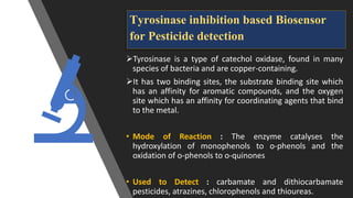 Tyrosinase inhibition based Biosensor
for Pesticide detection
Tyrosinase is a type of catechol oxidase, found in many
species of bacteria and are copper-containing.
It has two binding sites, the substrate binding site which
has an affinity for aromatic compounds, and the oxygen
site which has an affinity for coordinating agents that bind
to the metal.
• Mode of Reaction : The enzyme catalyses the
hydroxylation of monophenols to o-phenols and the
oxidation of o-phenols to o-quinones
• Used to Detect : carbamate and dithiocarbamate
pesticides, atrazines, chlorophenols and thioureas.
 