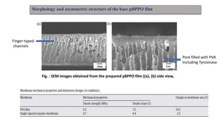Finger-typed
channels
Pore filled with PVA
Including Tyrosinase
Fig. : SEM images obtained from the prepared pBPPO film ((a), (b) side view,
Morphology and asymmetric structure of the base pBPPO film
 