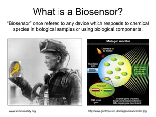 What is a Biosensor?
“Biosensor” once refered to any device which responds to chemical
species in biological samples or using biological components.
www.wvminesafety.org http://www.gentronix.co.uk/images/newscientist.jpg
 