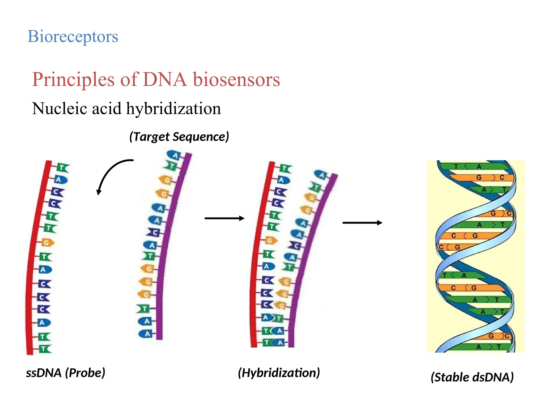 Nucleic acid hybridization
ssDNA (Probe)
(Target Sequence)
(Hybridization) (Stable dsDNA)
Principles of DNA biosensors
Bioreceptors
 