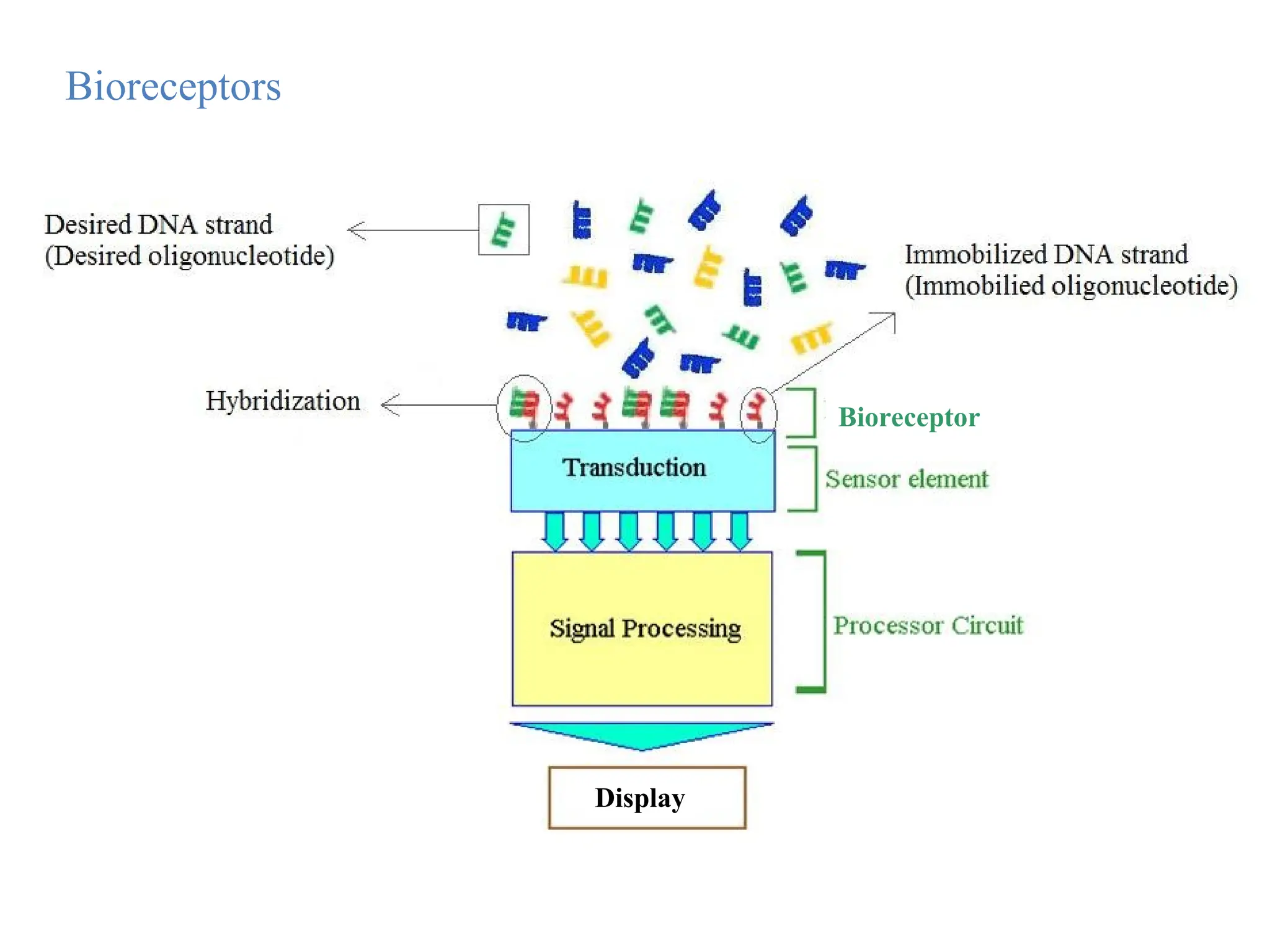 Bioreceptors
Bioreceptor
Display
 