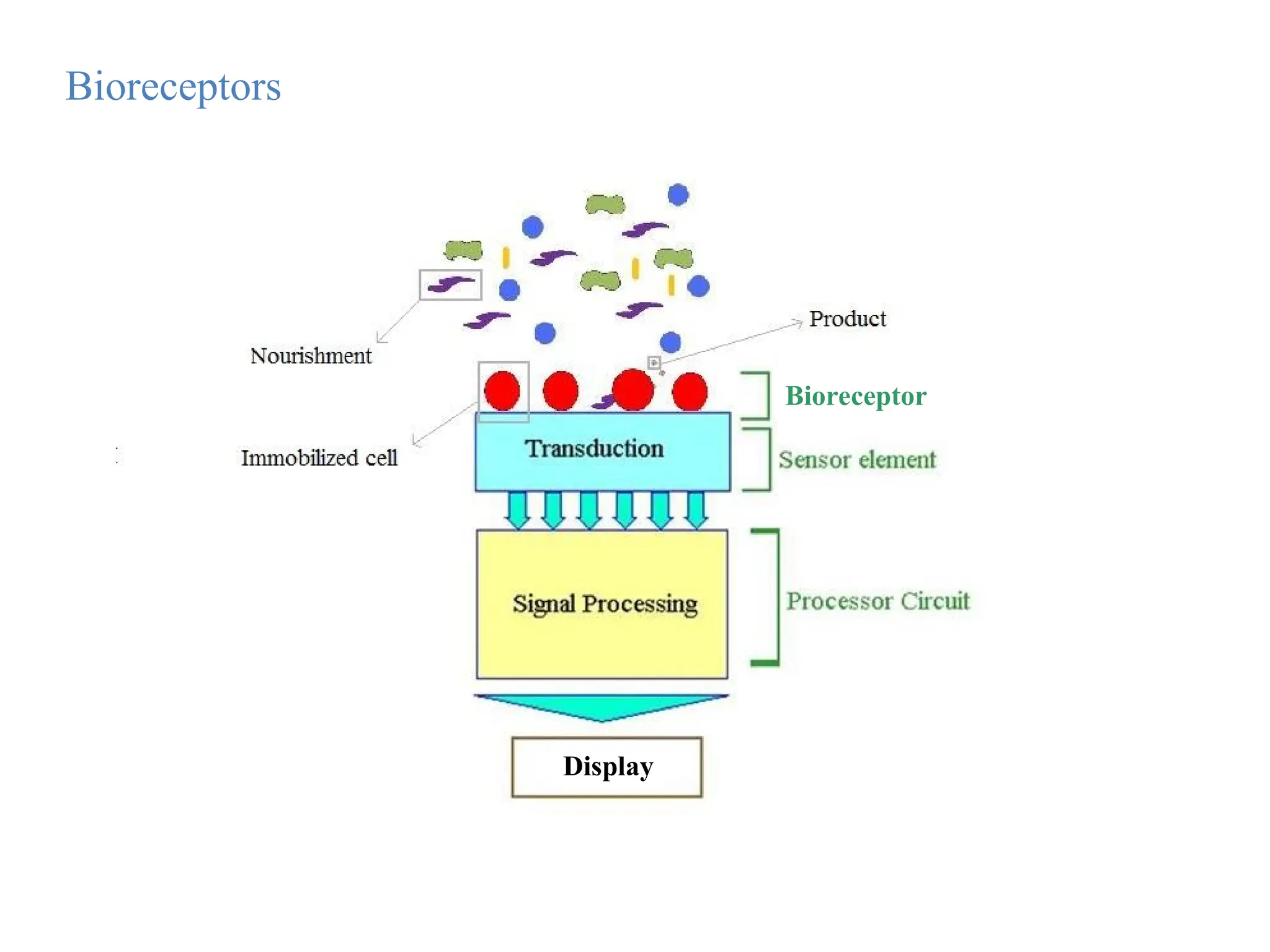 Bioreceptors
Bioreceptor
Display
 