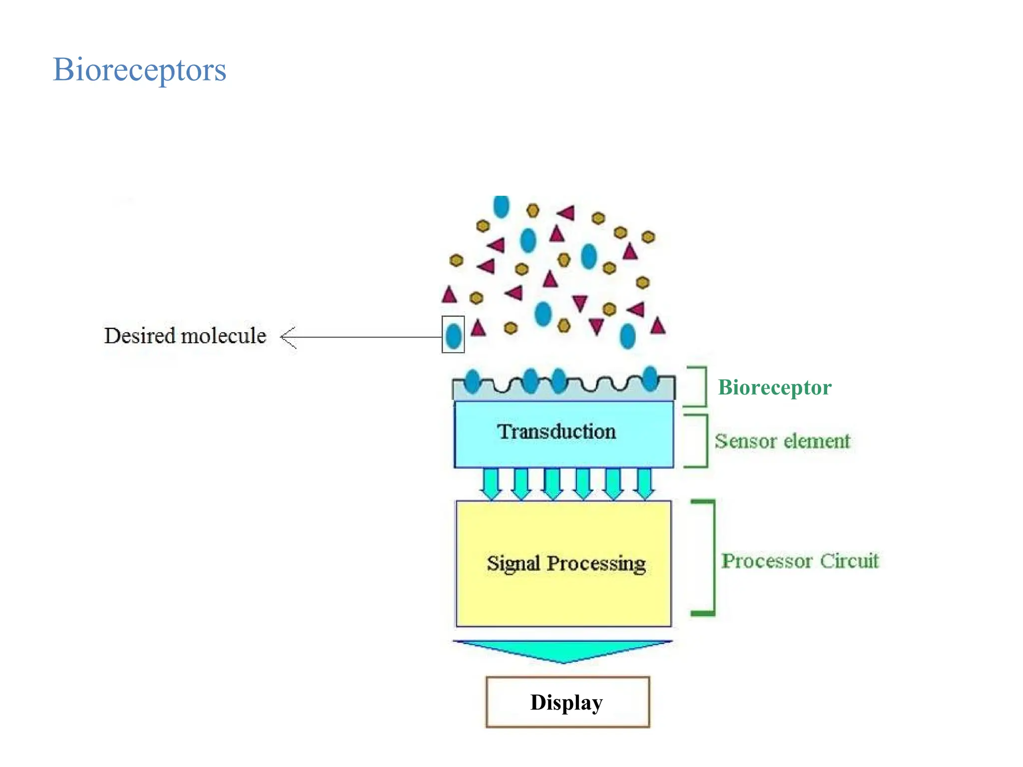 Bioreceptors
Bioreceptor
Display
 