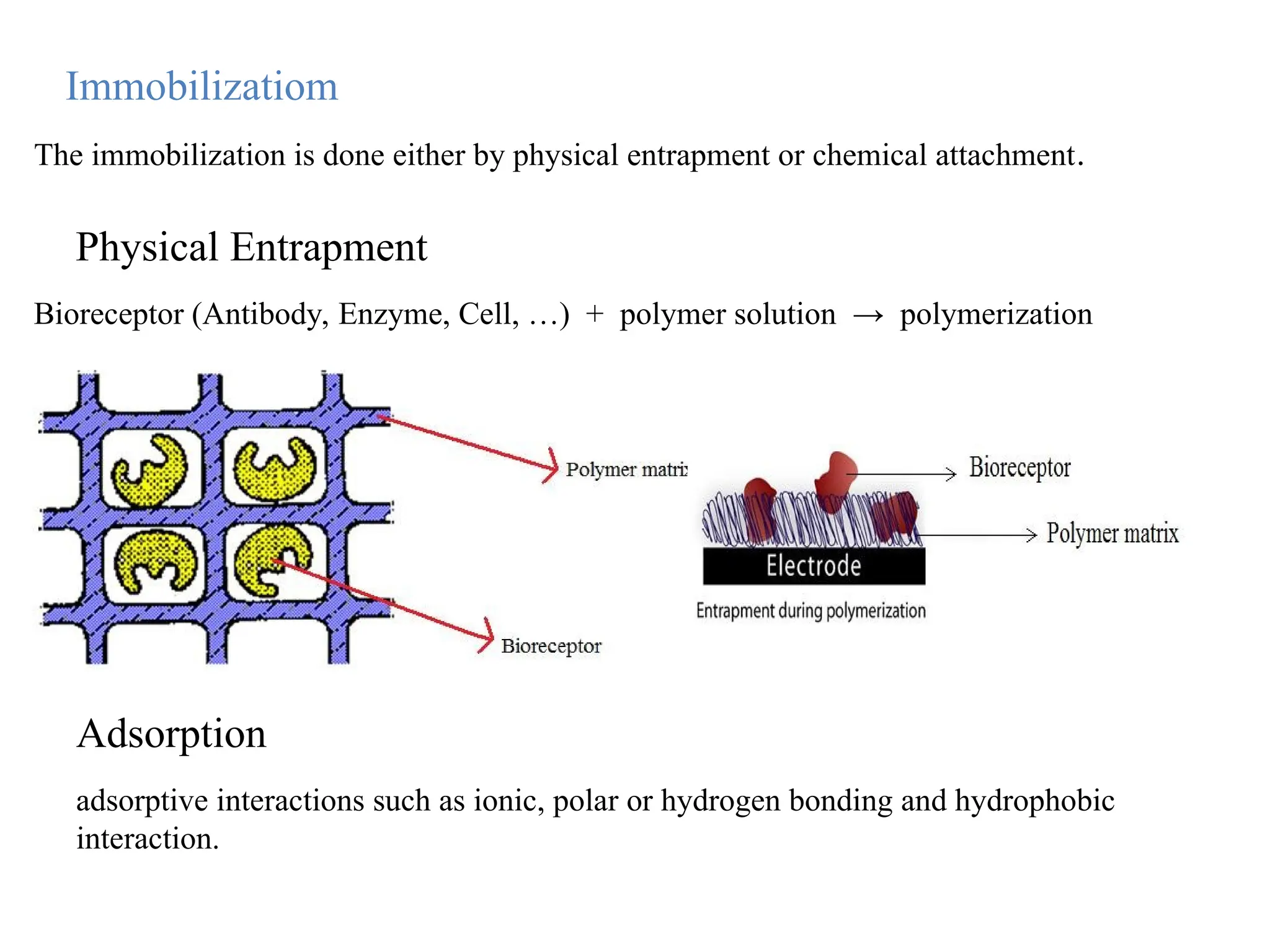 The immobilization is done either by physical entrapment or chemical attachment.
Immobilizatiom
Bioreceptor (Antibody, Enzyme, Cell, …) + polymer solution → polymerization
Physical Entrapment
adsorptive interactions such as ionic, polar or hydrogen bonding and hydrophobic
interaction.
Adsorption
 