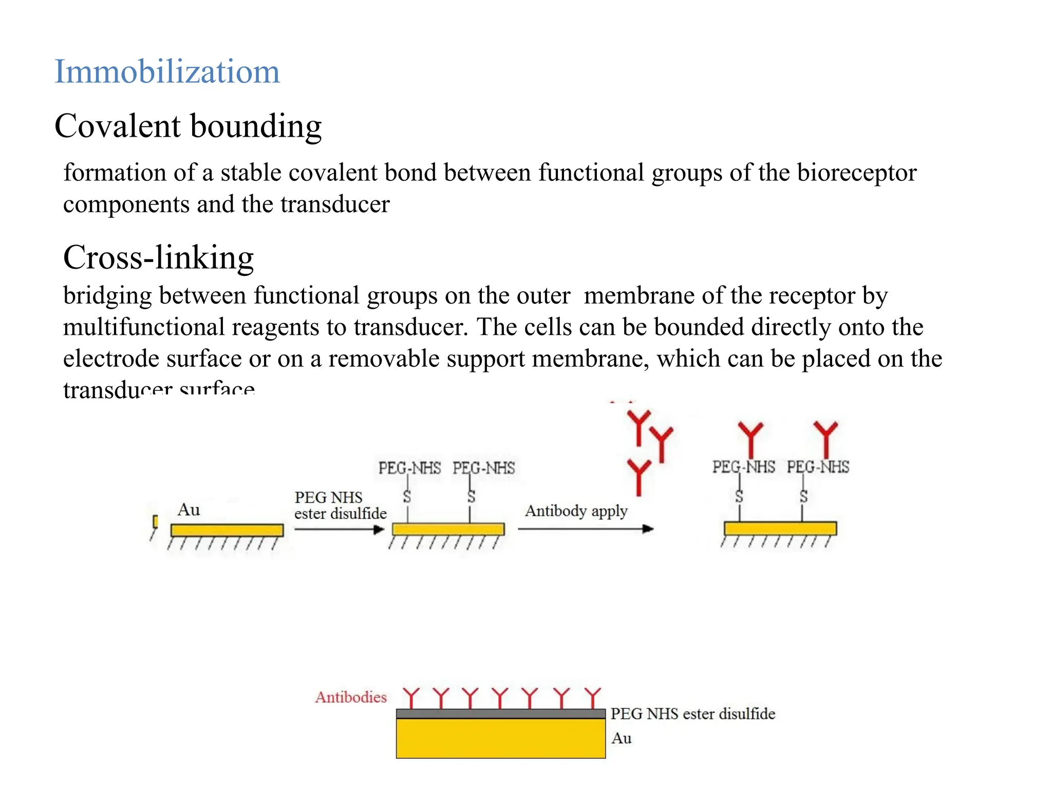 Immobilizatiom
Cross-linking
bridging between functional groups on the outer membrane of the receptor by
multifunctional reagents to transducer. The cells can be bounded directly onto the
electrode surface or on a removable support membrane, which can be placed on the
transducer surface
Covalent bounding
formation of a stable covalent bond between functional groups of the bioreceptor
components and the transducer
 