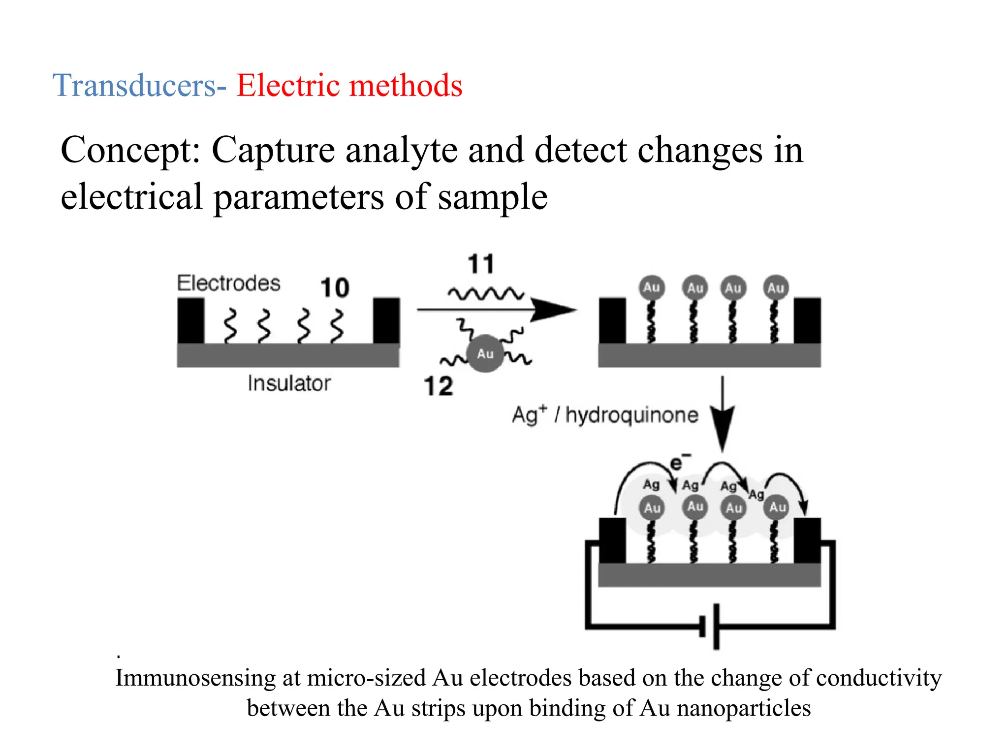Immunosensing at micro-sized Au electrodes based on the change of conductivity
between the Au strips upon binding of Au nanoparticles
Transducers- Electric methods
Concept: Capture analyte and detect changes in
electrical parameters of sample
 